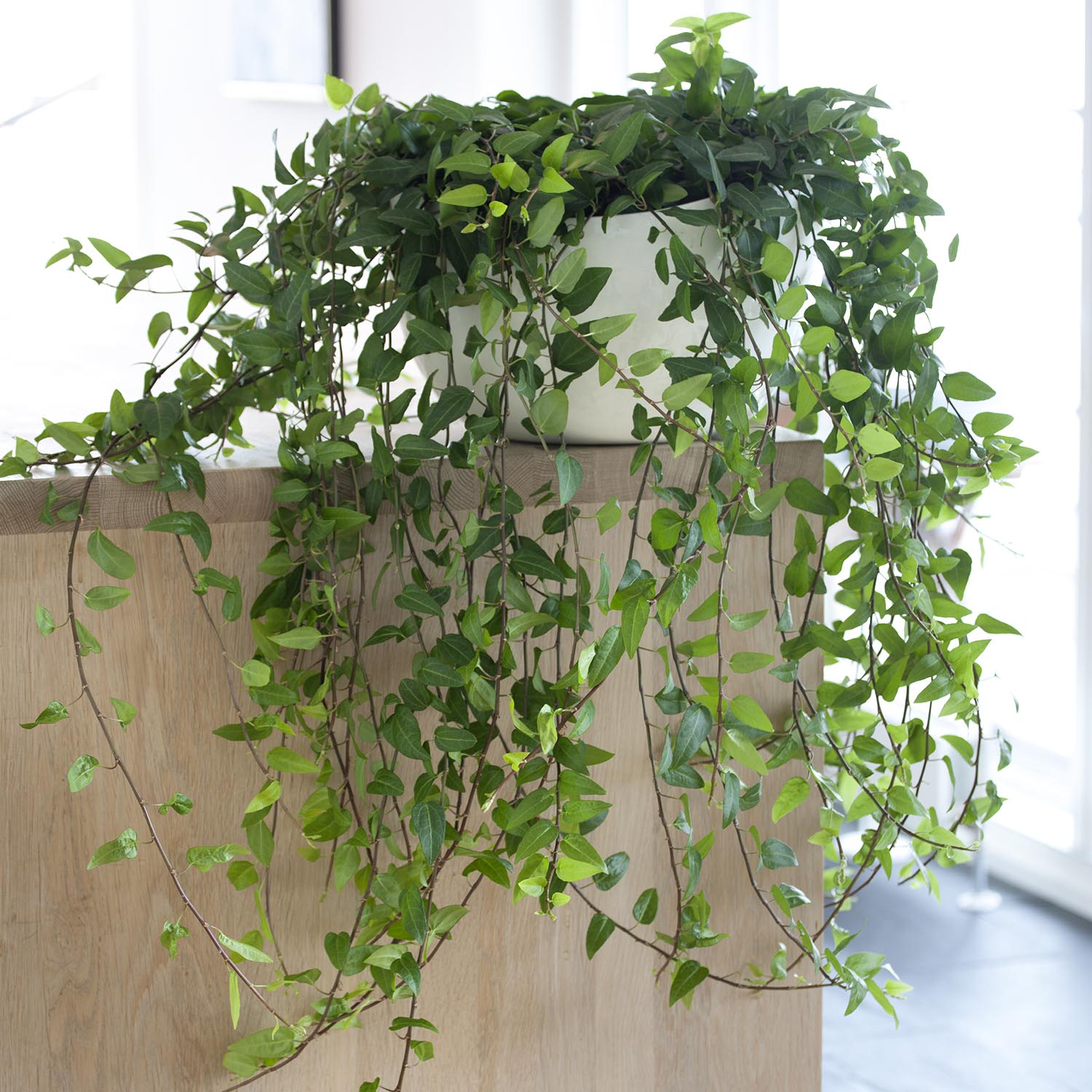 HEDERA - Zero by PlusPlants®